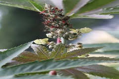 Ricinus communis